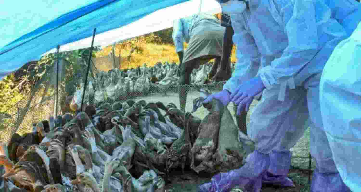 Bird flu outbreak in Kerala Bird flu outbreak in Kerala