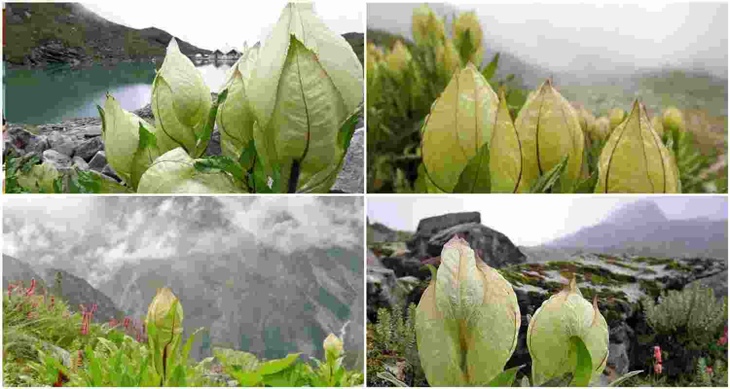 Brahma Kamal flowers bloom majestically in Arunachal's Tawang Valley, showcasing their ethereal beauty and spiritual significance in the heart of the Himalayas. Brahma Kamal flowers bloom majestically in Arunachal's Tawang Valley, showcasing their ethereal beauty and spiritual significance in the heart of the Himalayas.