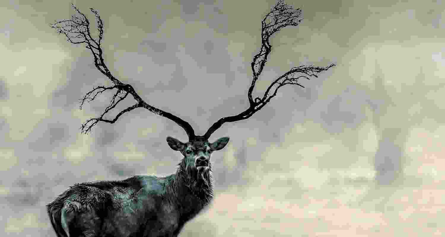 Wildlife survey begins in Buxa to track post-disaster impact Wildlife survey begins in Buxa to track post-disaster impact