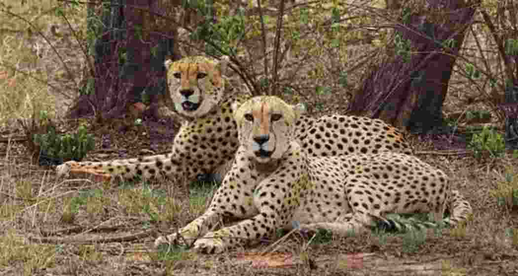 Cheetahs to soon mark their presence at MP's Gandhi Sagar Wildlife Sanctuary. Cheetahs to soon mark their presence at MP's Gandhi Sagar Wildlife Sanctuary.
