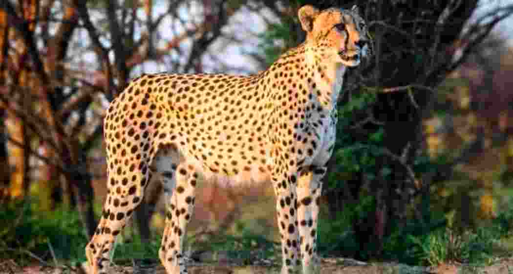 Dheera, the South African female cheetah. Dheera, the South African female cheetah.