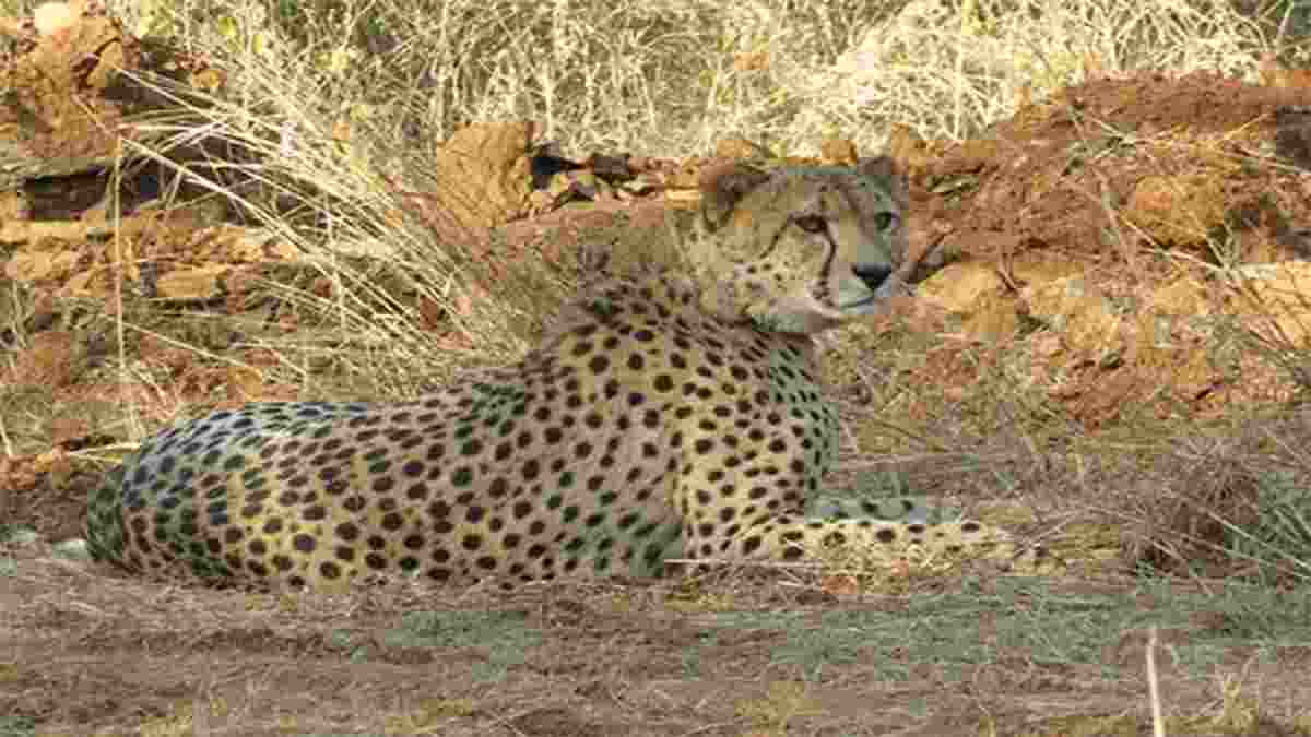 Female cheetah to soon give birth to cubs at Kuno National Park Female cheetah to soon give birth to cubs at Kuno National Park
