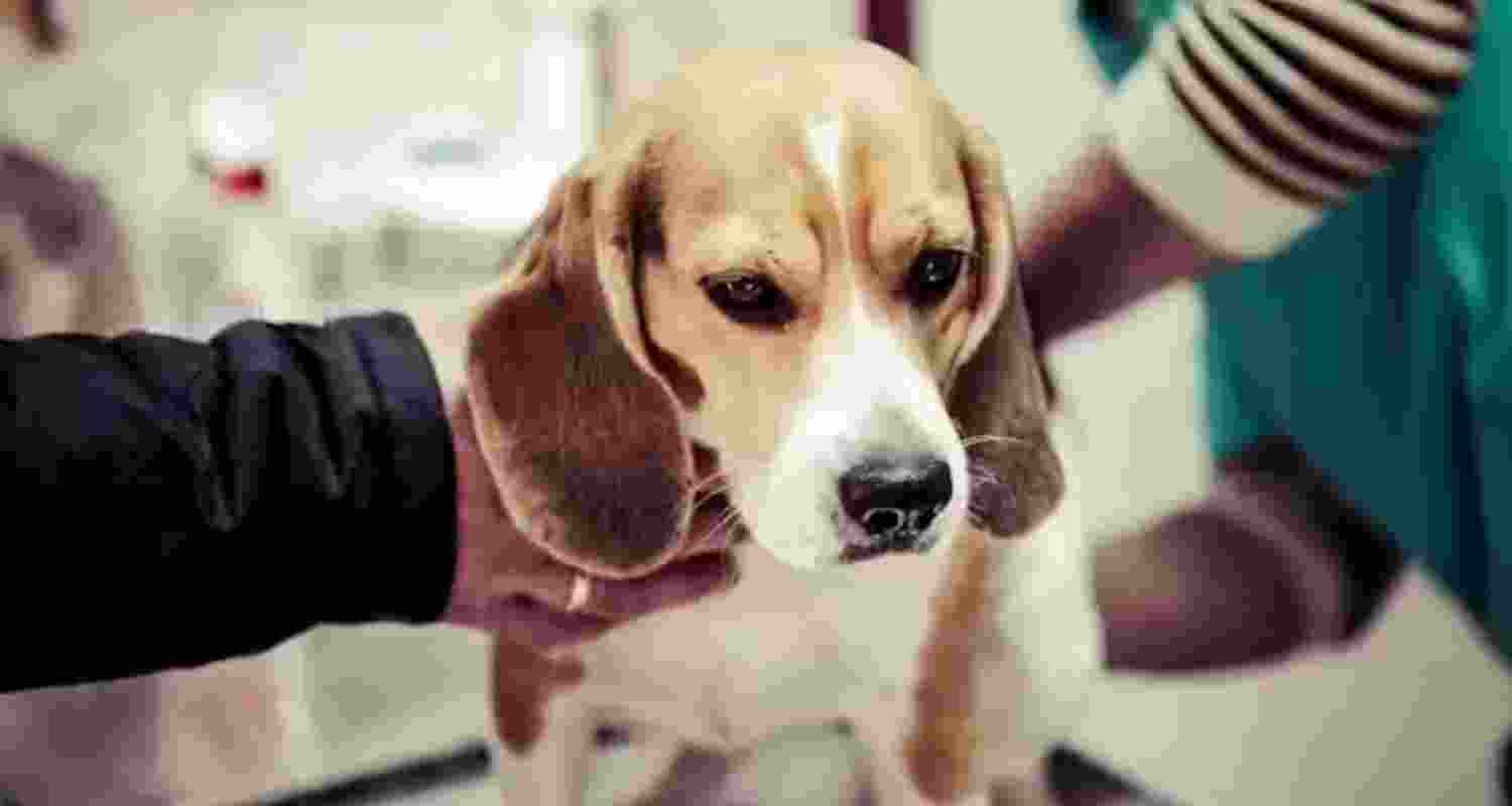 Representational image. Representational image.