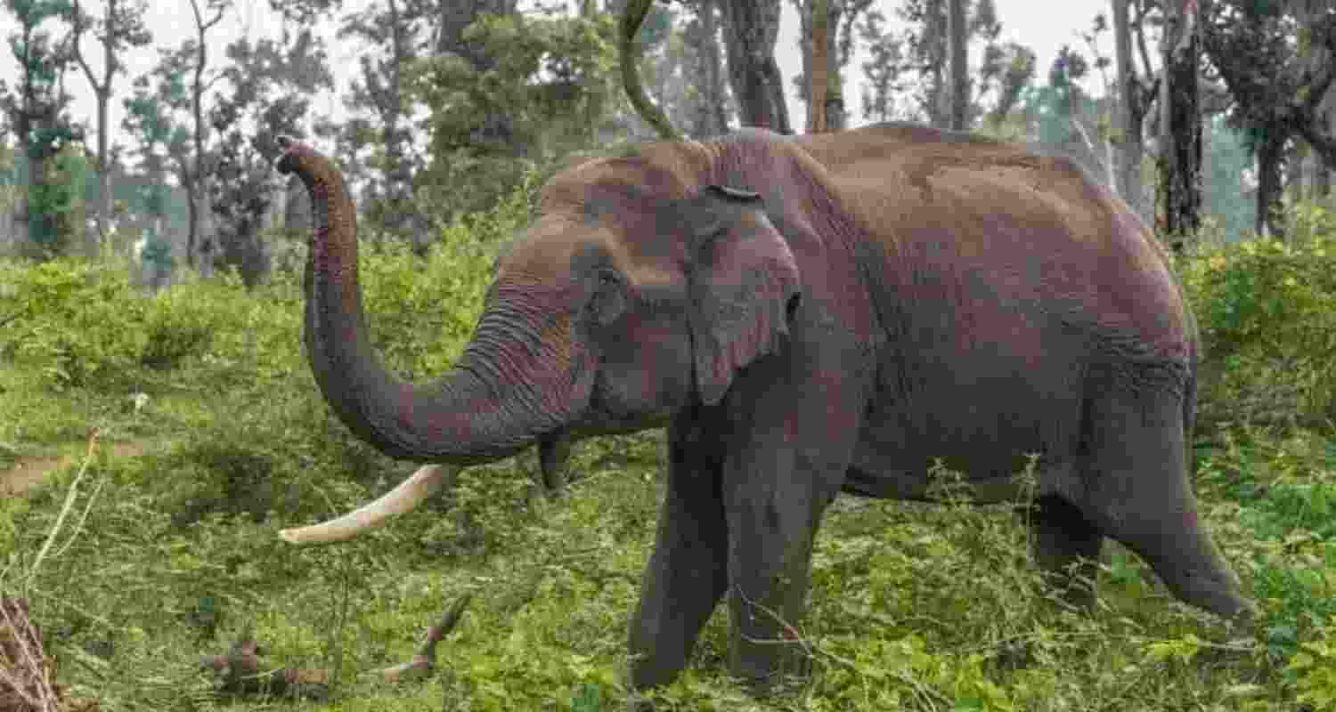 Two killed in elephant attack in Jharkhand Two killed in elephant attack in Jharkhand