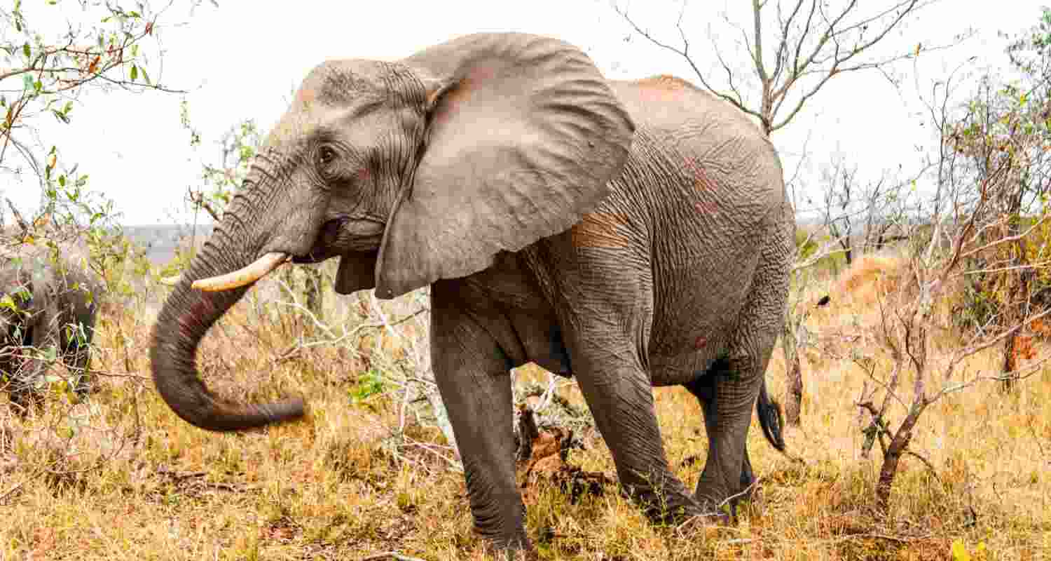 An elephant stands in the wilderness. An elephant stands in the wilderness.