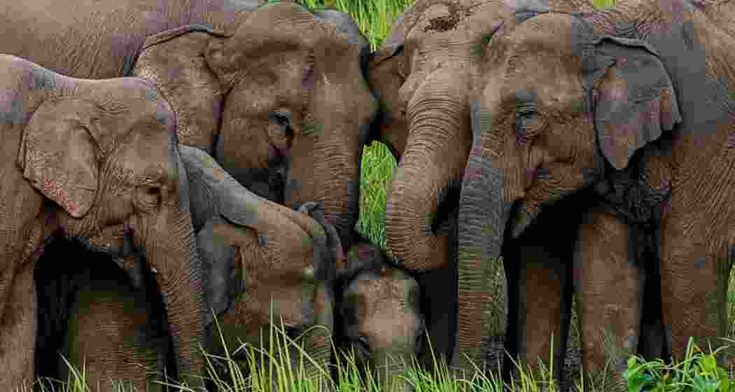 The latest elephant census conducted this year recorded a population of 2,098 elephants across 48 forest divisions in 28 districts of Odisha, with no elephants found in 13 divisions. The latest elephant census conducted this year recorded a population of 2,098 elephants across 48 forest divisions in 28 districts of Odisha, with no elephants found in 13 divisions.