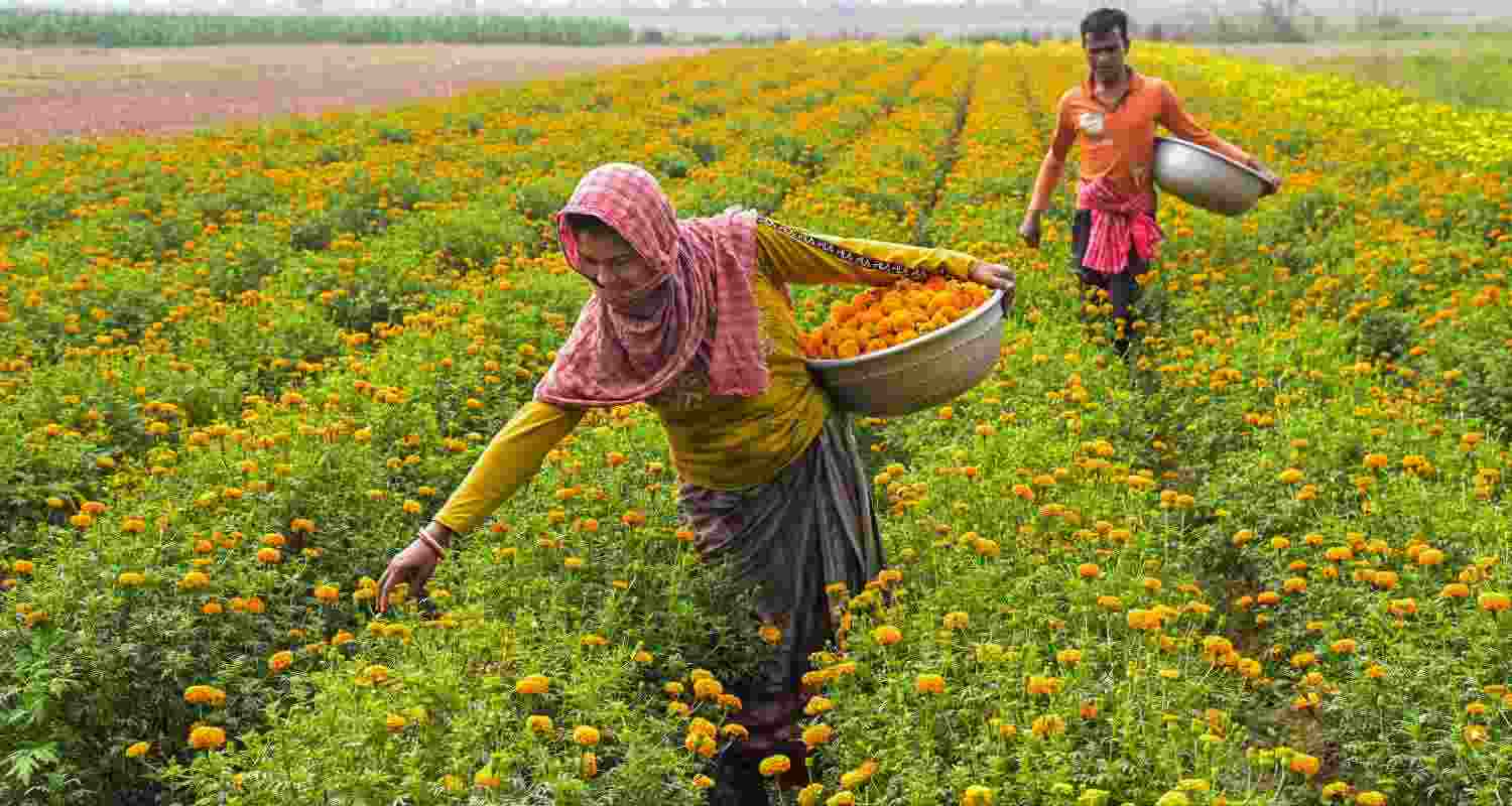 Growing gold in the fields: Farmers in a field full of marigold flowers in the Spring season in Nadia, West Bengal. Marigold flowers are used on various occasions across the nation, including celebrations and mournings alike.
 Growing gold in the fields: Farmers in a field full of marigold flowers in the Spring season in Nadia, West Bengal. Marigold flowers are used on various occasions across the nation, including celebrations and mournings alike.