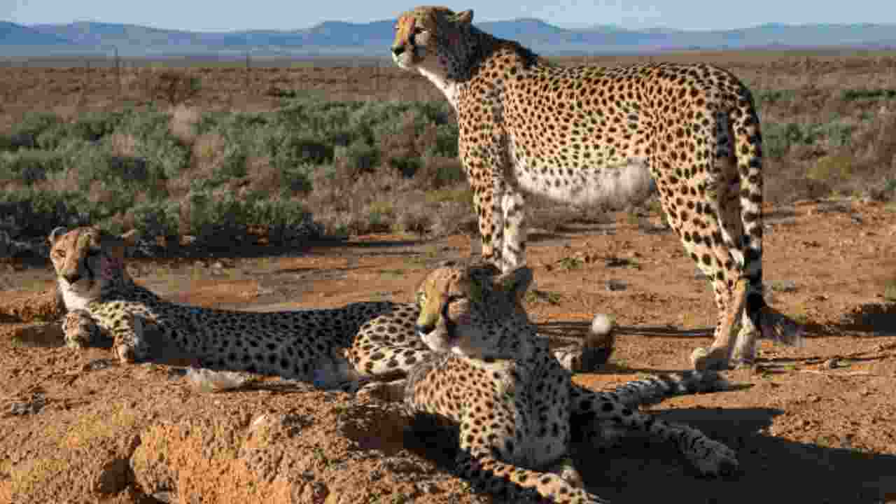 MP, Rajasthan form joint panel for Cheetah Project MP, Rajasthan form joint panel for Cheetah Project