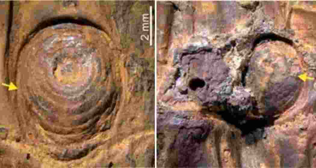Fossil bamboo with preserved thorn scars discovered in Manipur’s Imphal Valley has revealed that thorniness existed during the Ice Age, highlighting Northeast India’s role as a climatic refugium. Fossil bamboo with preserved thorn scars discovered in Manipur’s Imphal Valley has revealed that thorniness existed during the Ice Age, highlighting Northeast India’s role as a climatic refugium.
