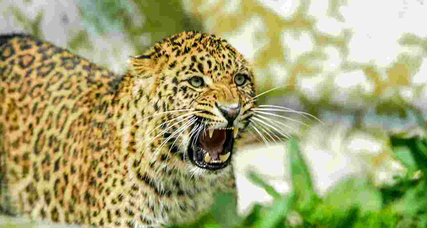 Displaying exemplary courage, Mayank hurled stones at the animal after it pounced on him, the worst of which was taken by his school bag that acted as a protective shield Displaying exemplary courage, Mayank hurled stones at the animal after it pounced on him, the worst of which was taken by his school bag that acted as a protective shield