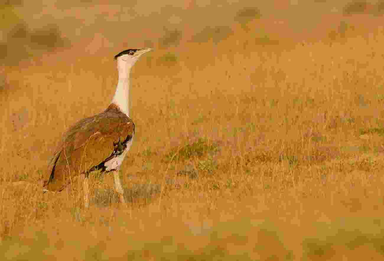 Great Indian Bustard  Great Indian Bustard