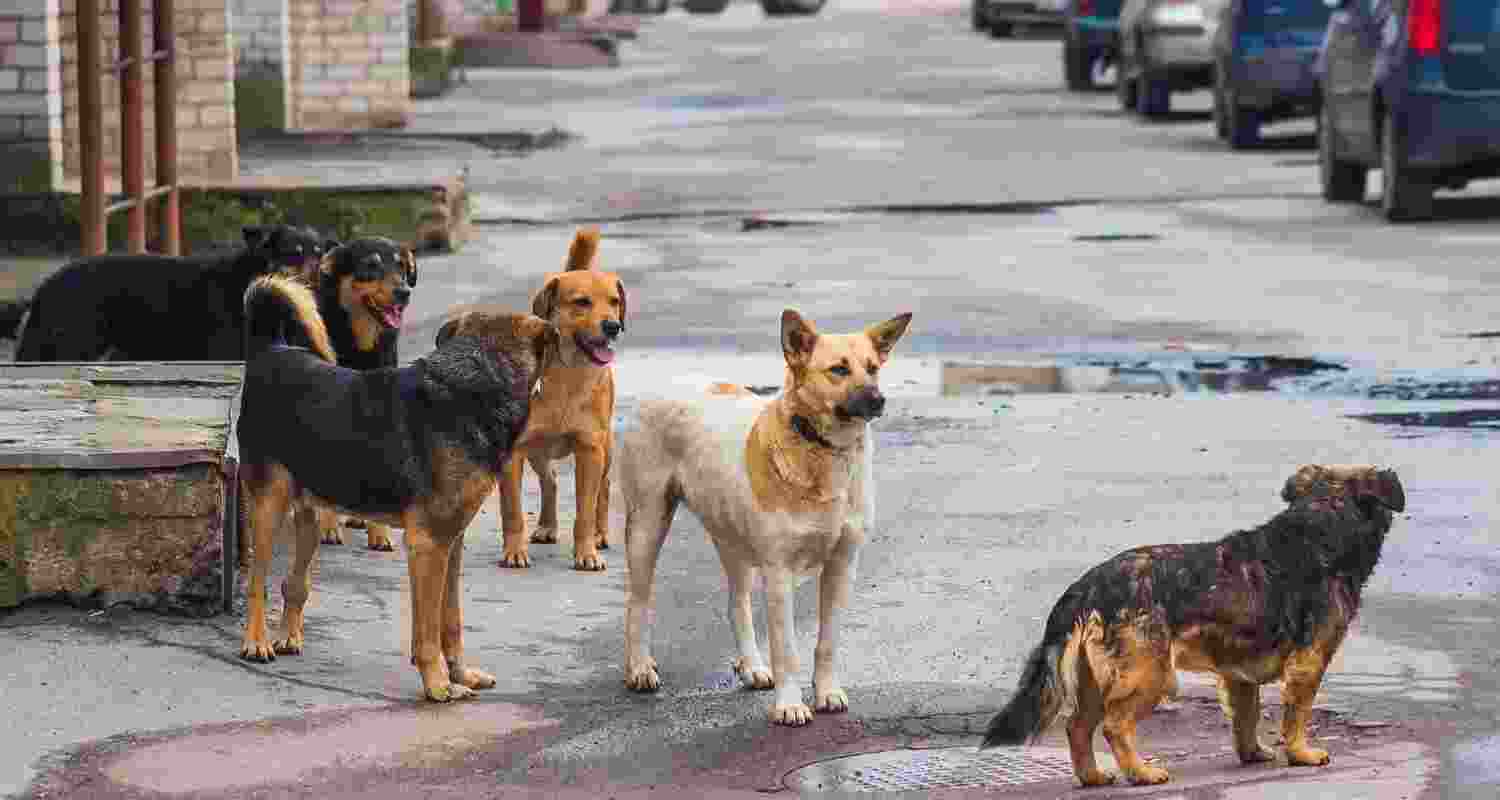 Gurgaon has about 50,000 stray dogs and Faridabad has 30,447, according to 2024 data. Gurgaon has about 50,000 stray dogs and Faridabad has 30,447, according to 2024 data.