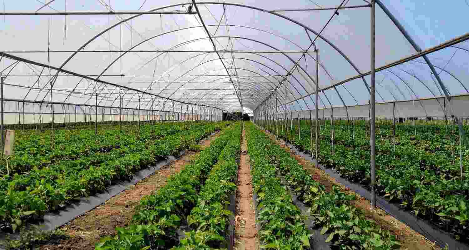 Haryana encouraging farmers to cultivate horticultural crops Haryana encouraging farmers to cultivate horticultural crops