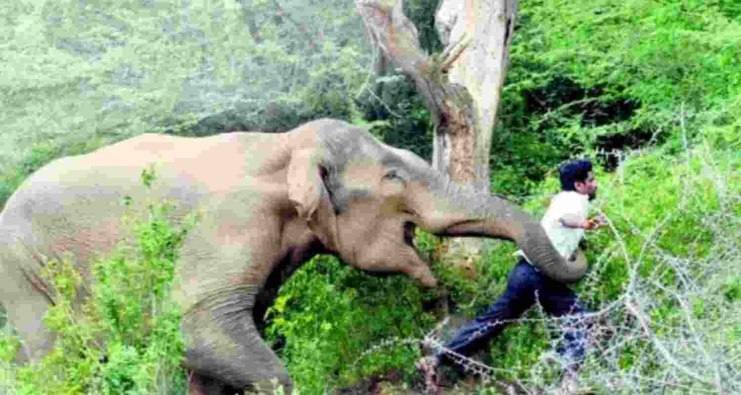 Odisha: 68 people died in human-wildlife conflict, says minister Odisha: 68 people died in human-wildlife conflict, says minister