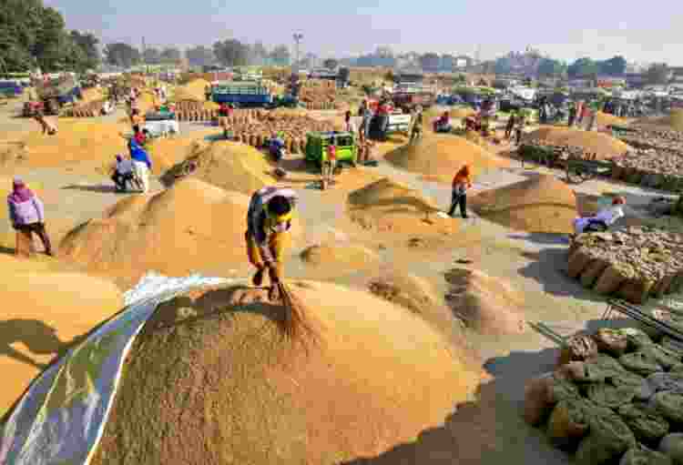 2025 to witness record foodgrain output with 4pc growth 2025 to witness record foodgrain output with 4pc growth