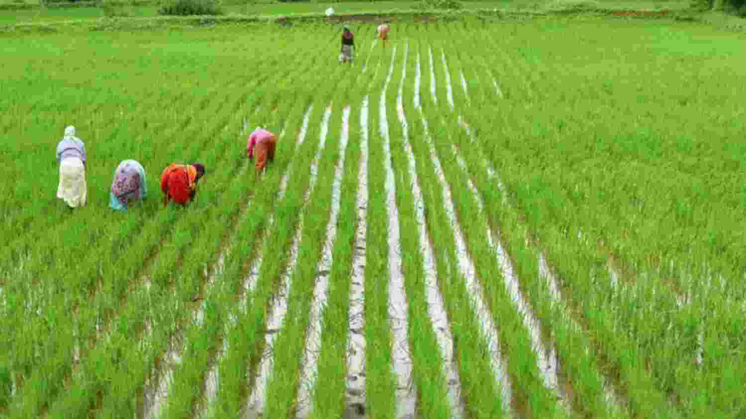 IMD predicts above-normal rainfall boosting agricultural prospects IMD predicts above-normal rainfall boosting agricultural prospects