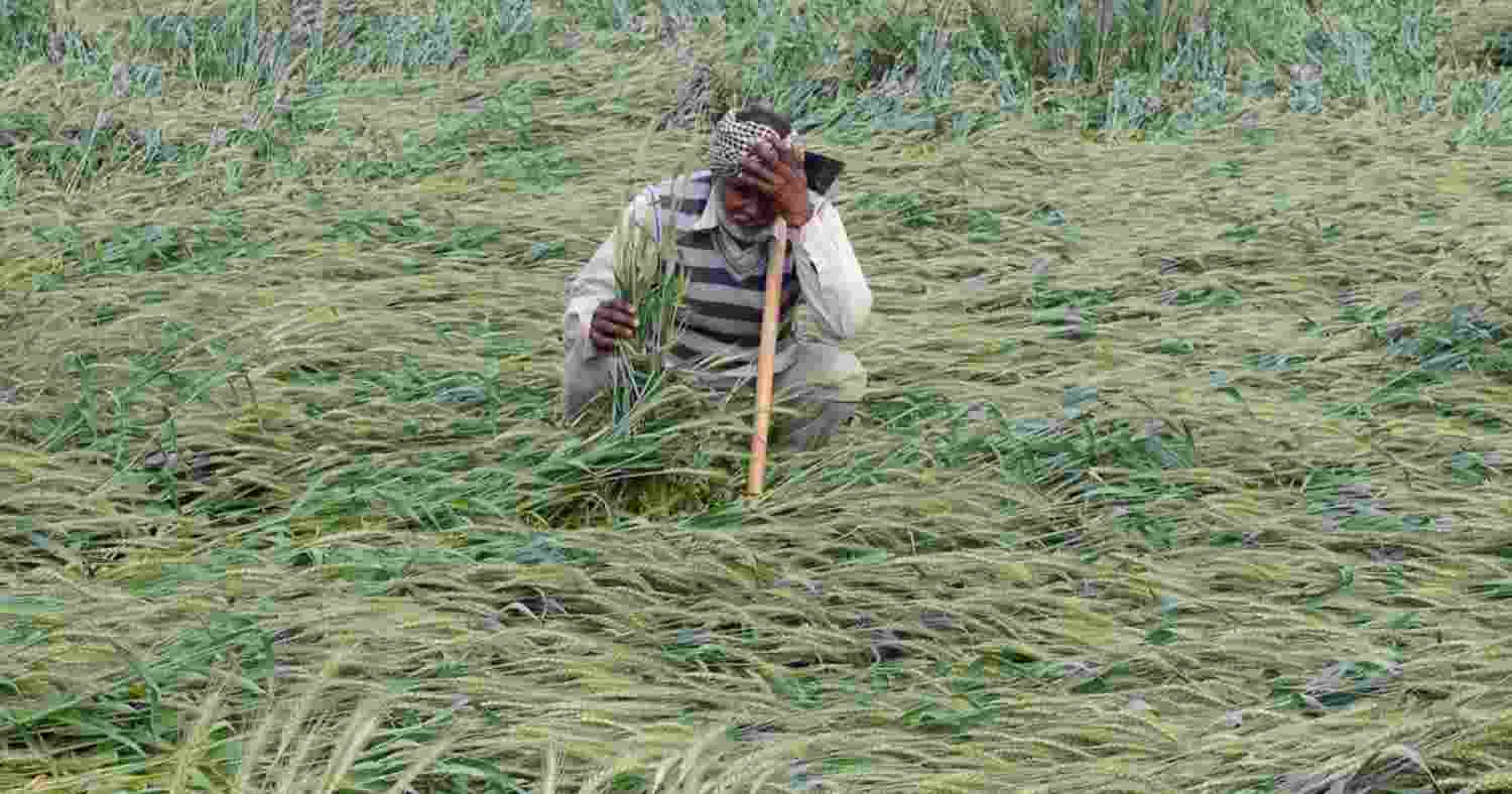 80% of India's small farmers suffer crop loss due to climate change 80% of India's small farmers suffer crop loss due to climate change