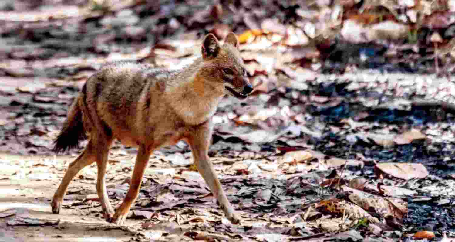 A representative image. A representative image.