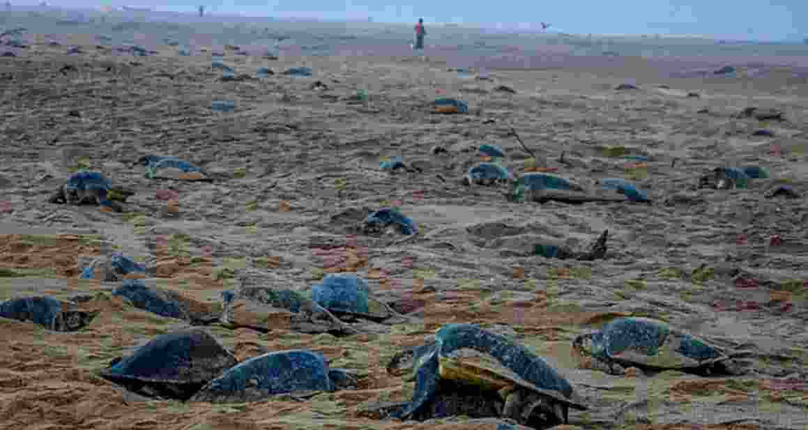Olive Ridley turtles. Olive Ridley turtles.