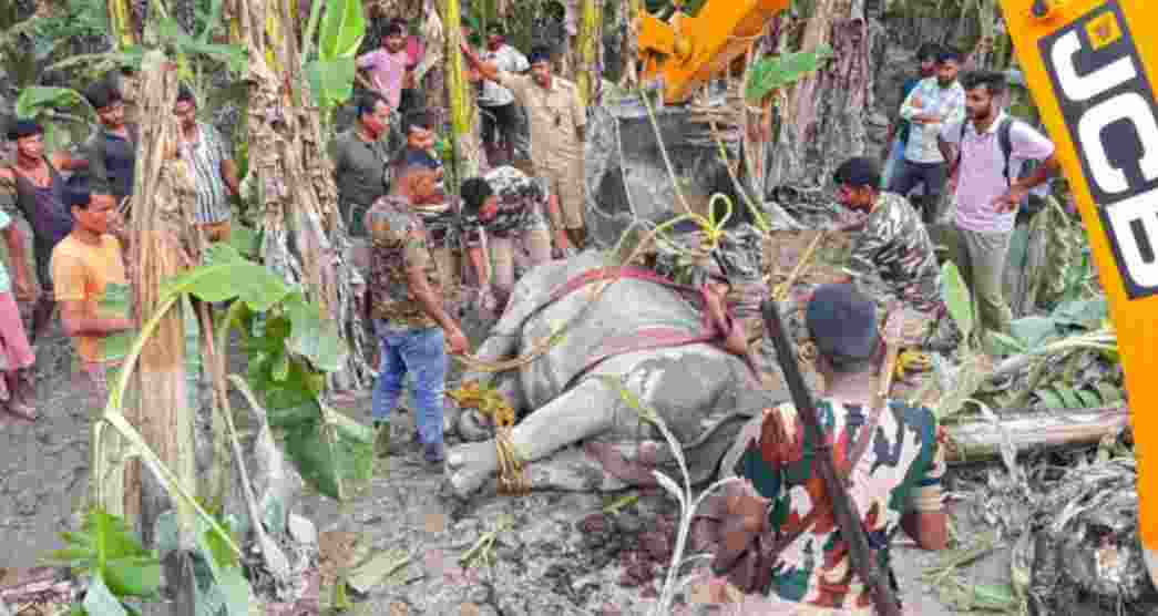 Around 10 rhinos had drifted nearly 10 to 25 kilometers from the park and wandered into localities in Cooch Behar and Alipurduar districts in search of safety. Around 10 rhinos had drifted nearly 10 to 25 kilometers from the park and wandered into localities in Cooch Behar and Alipurduar districts in search of safety.
