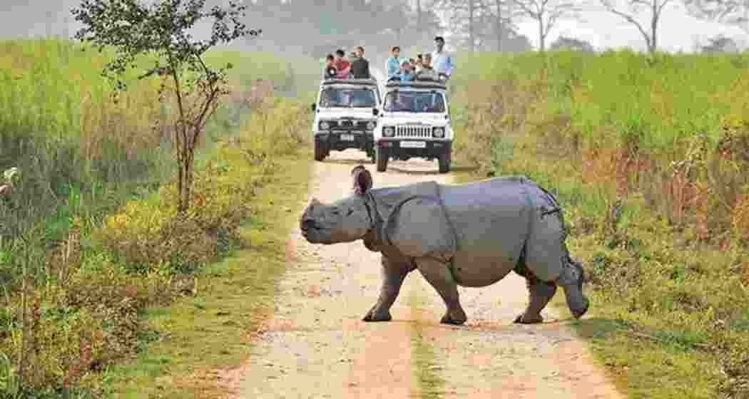 Visitors embark on a jeep safari through Kaziranga National Park, enjoying its rich biodiversity and stunning landscapes. Visitors embark on a jeep safari through Kaziranga National Park, enjoying its rich biodiversity and stunning landscapes.