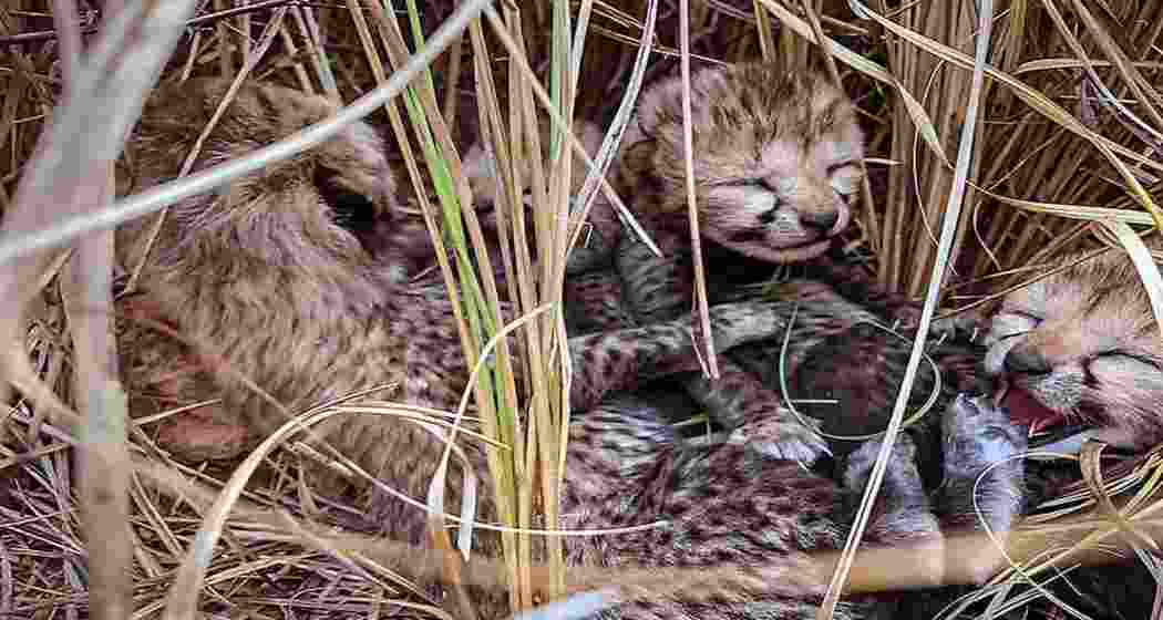 Cheetah cubs,Kuno National Park, Cheetah cubs,Kuno National Park,