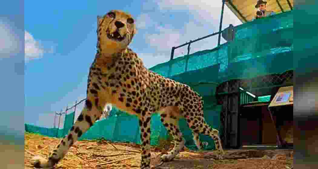 Male cheetah Pawan (formerly Oban), who was brought to Kuno from Namibia. Male cheetah Pawan (formerly Oban), who was brought to Kuno from Namibia.