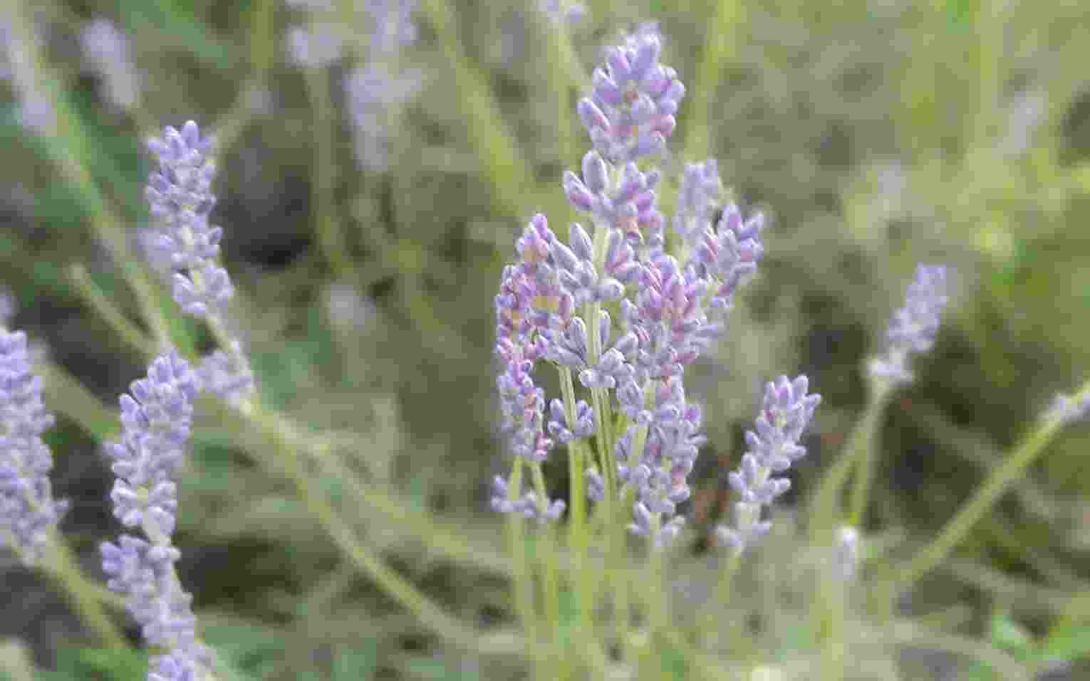 With high market demand for lavender products, farmers can expect substantial profits. Additionally, lavender repels pests, further enhancing its appeal. With high market demand for lavender products, farmers can expect substantial profits. Additionally, lavender repels pests, further enhancing its appeal.