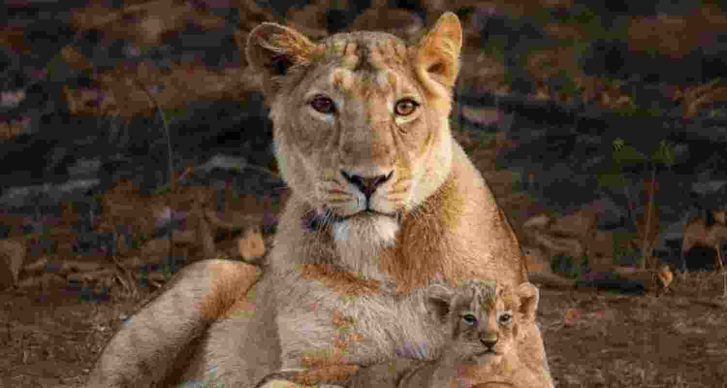 Lioness with her cub.  Lioness with her cub.