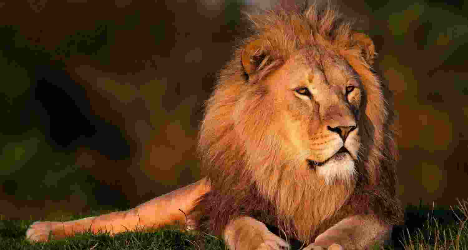 Man mauled to death by lions in Tirupati Zoo; details ascertained from Aadhar card Man mauled to death by lions in Tirupati Zoo; details ascertained from Aadhar card