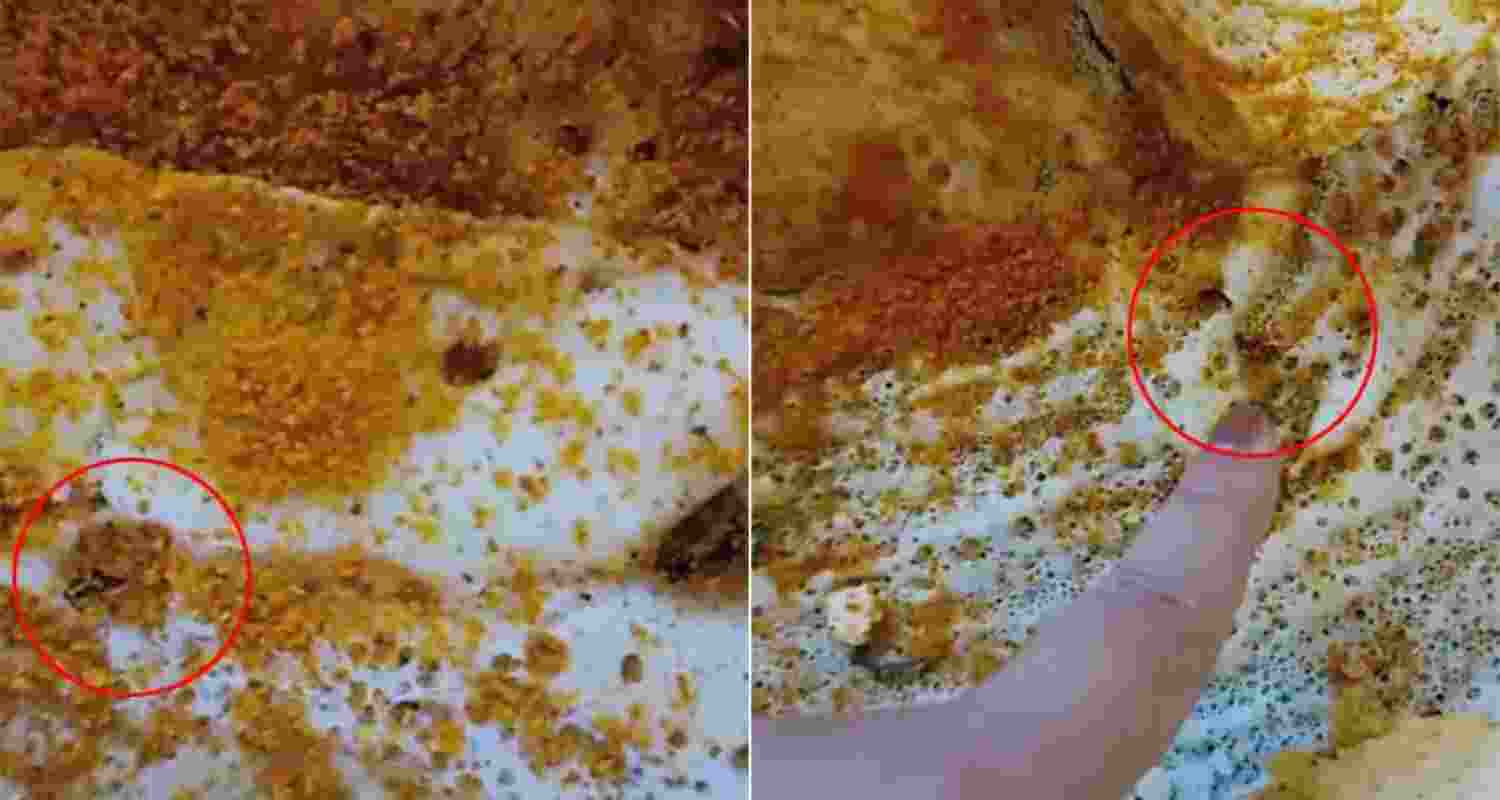 Eight cockroaches were found in a plain dosa served at the Madras Coffee House in Delhi's CP. Eight cockroaches were found in a plain dosa served at the Madras Coffee House in Delhi's CP.