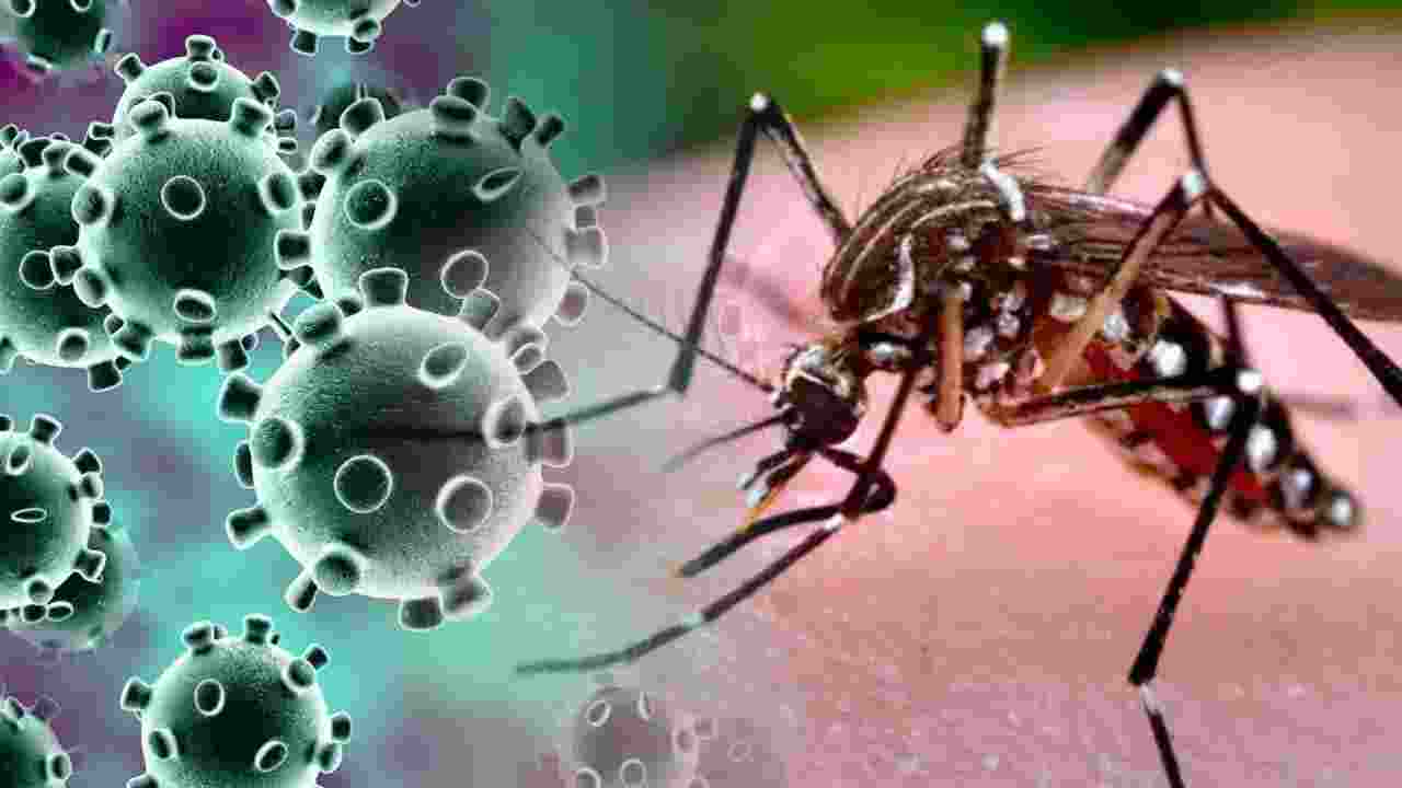 MP records 3,800 dengue cases, 1,500 of malaria this year MP records 3,800 dengue cases, 1,500 of malaria this year