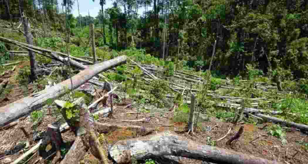 According to a report, the state has witnessed a loss of 877 square kilometres of vital forest land. According to a report, the state has witnessed a loss of 877 square kilometres of vital forest land.