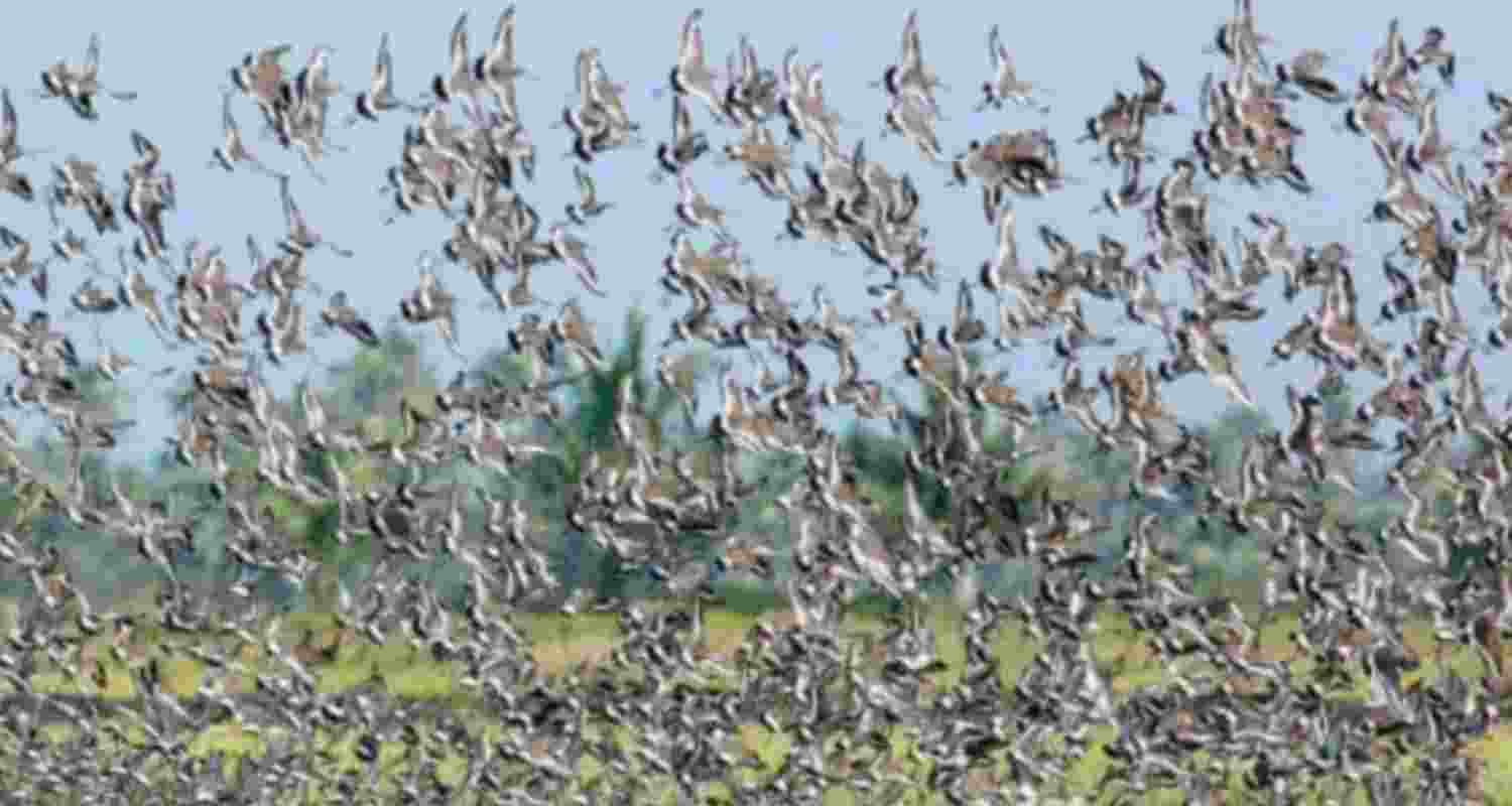 Migratory birds, crows spread bird flu to Kerala farms
 Migratory birds, crows spread bird flu to Kerala farms