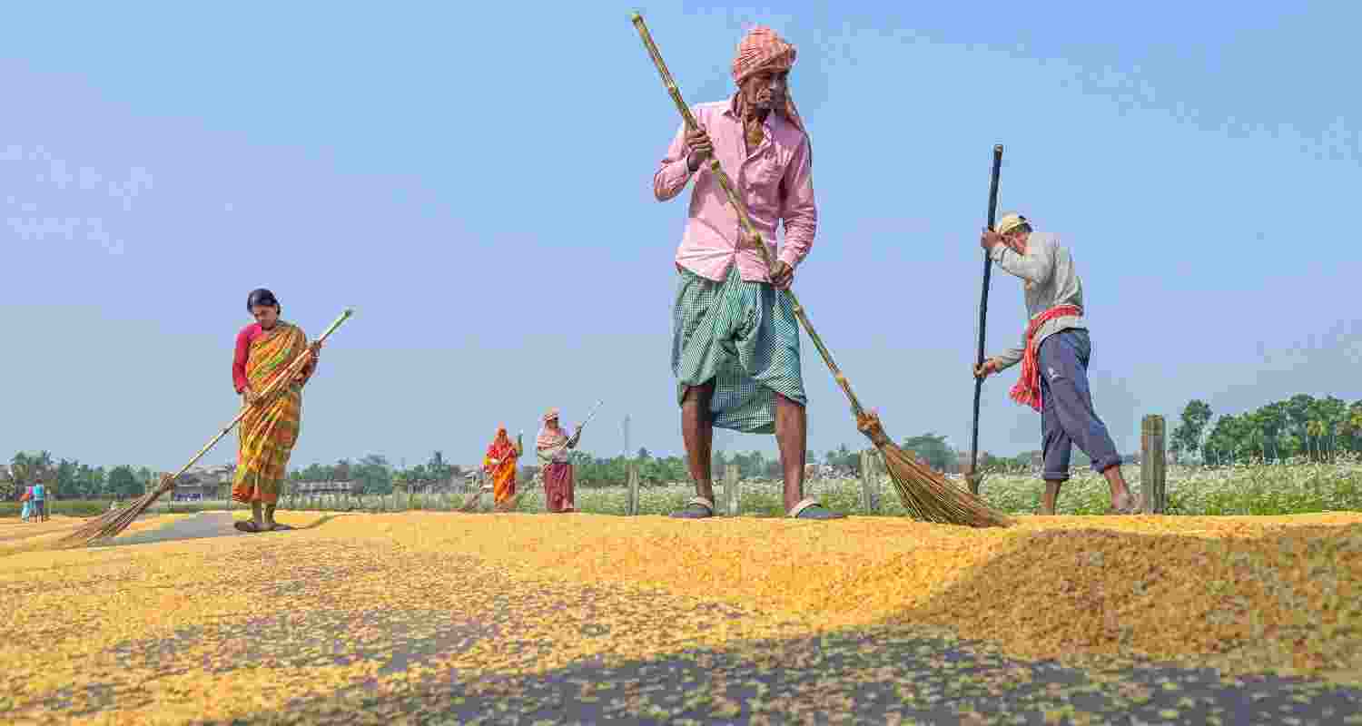 Farmers in Nadia, West Bengal spread rice grain in a field to dry them in the sun. 
 Farmers in Nadia, West Bengal spread rice grain in a field to dry them in the sun.
