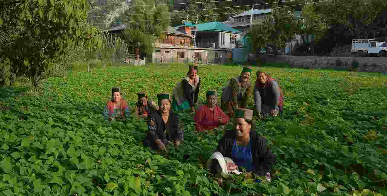 Himachal sets support price for natural farming products Himachal sets support price for natural farming products