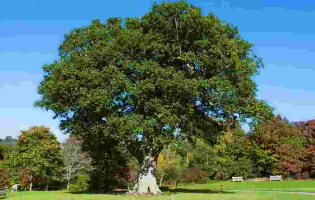 After researchers increased CO₂ levels in a forest to what will be the planetary level in the 2050s, trees took more of it from the atmosphere and their wood production increased by 10 per cent. After researchers increased CO₂ levels in a forest to what will be the planetary level in the 2050s, trees took more of it from the atmosphere and their wood production increased by 10 per cent.