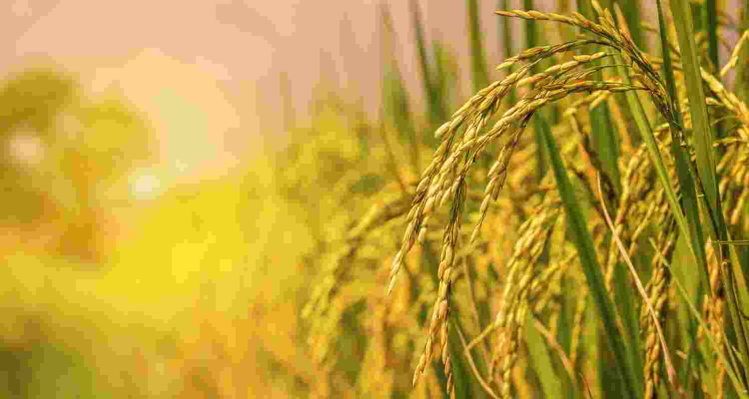 2.62 lakh MT of paddy lifted, 16 lakh MT procured in Punjab 2.62 lakh MT of paddy lifted, 16 lakh MT procured in Punjab