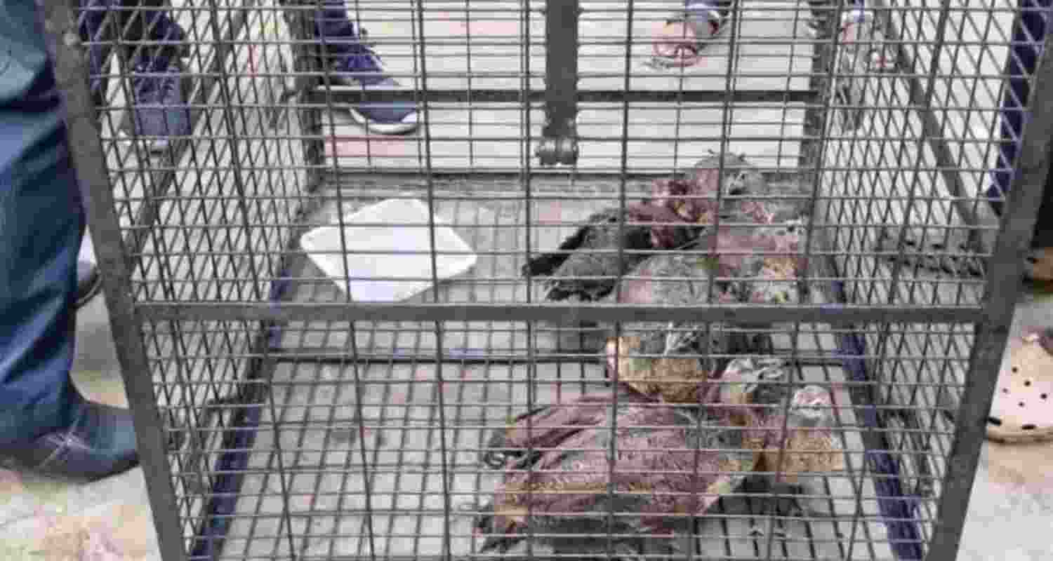 BSF foils smuggling bid, rescues 11 peacocks near B’desh border BSF foils smuggling bid, rescues 11 peacocks near B’desh border