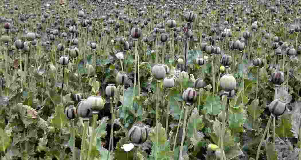 Jharkhand wipes out 19,086 acres of poppy, 190 held Jharkhand wipes out 19,086 acres of poppy, 190 held