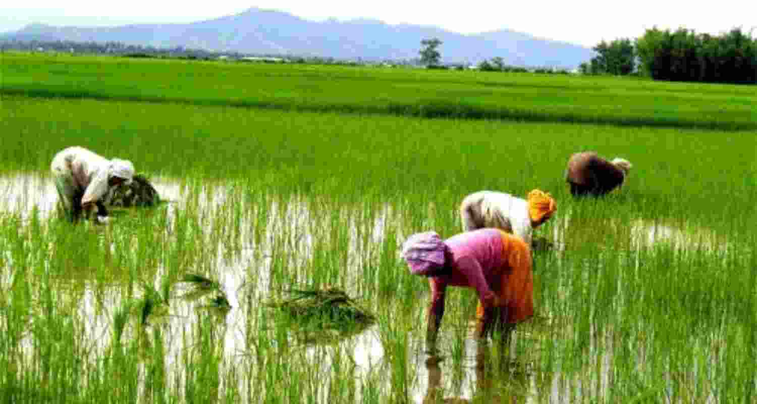 Manipur's Farmers To Get ₹13.3 cr Relief Amid Crisis. Manipur's Farmers To Get ₹13.3 cr Relief Amid Crisis.