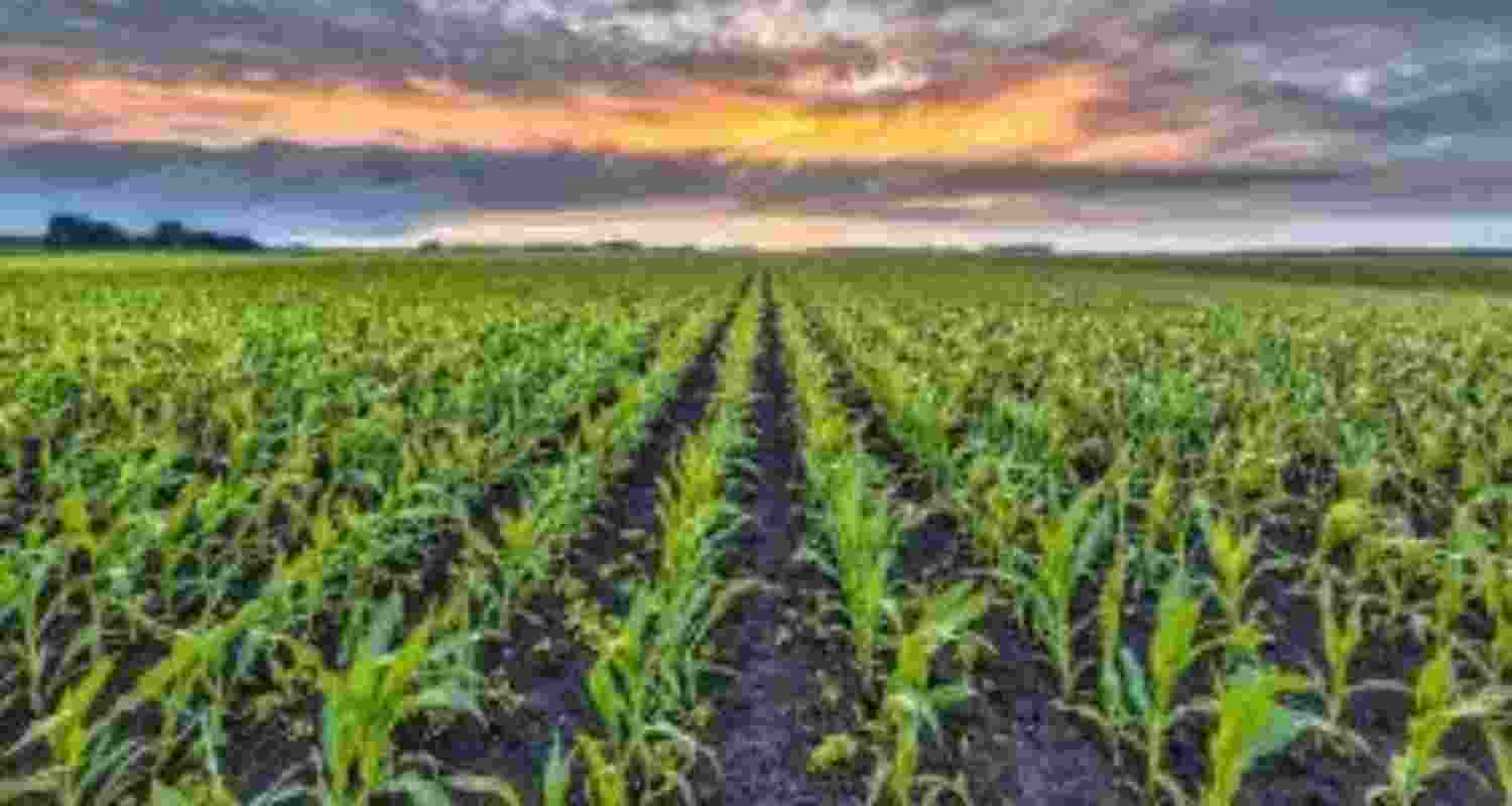 Rodents destroy 42 pc crops in Mizoram, over 5K farmers affected Rodents destroy 42 pc crops in Mizoram, over 5K farmers affected