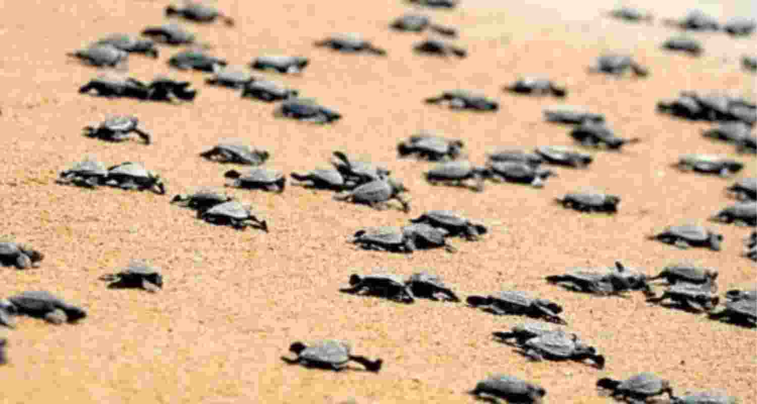 TN releases highest number of sea turtles this nesting season
TN releases highest number of sea turtles this nesting season
