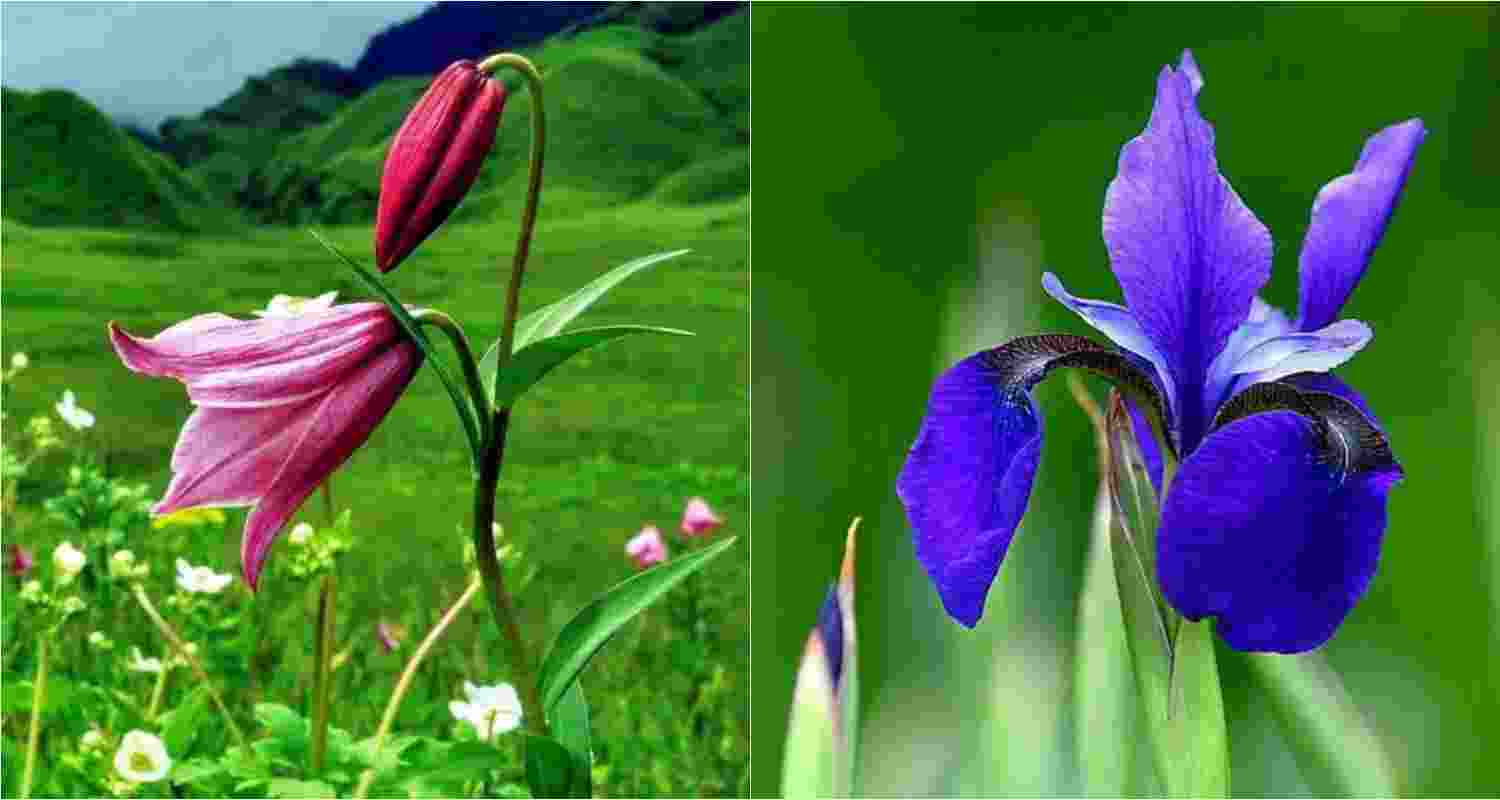 Manipur's state flower - the Shirui Lily (L), The Kombirei flower, significant to the Meitei community for its cultural and historical value (R). Manipur's state flower - the Shirui Lily (L), The Kombirei flower, significant to the Meitei community for its cultural and historical value (R).
