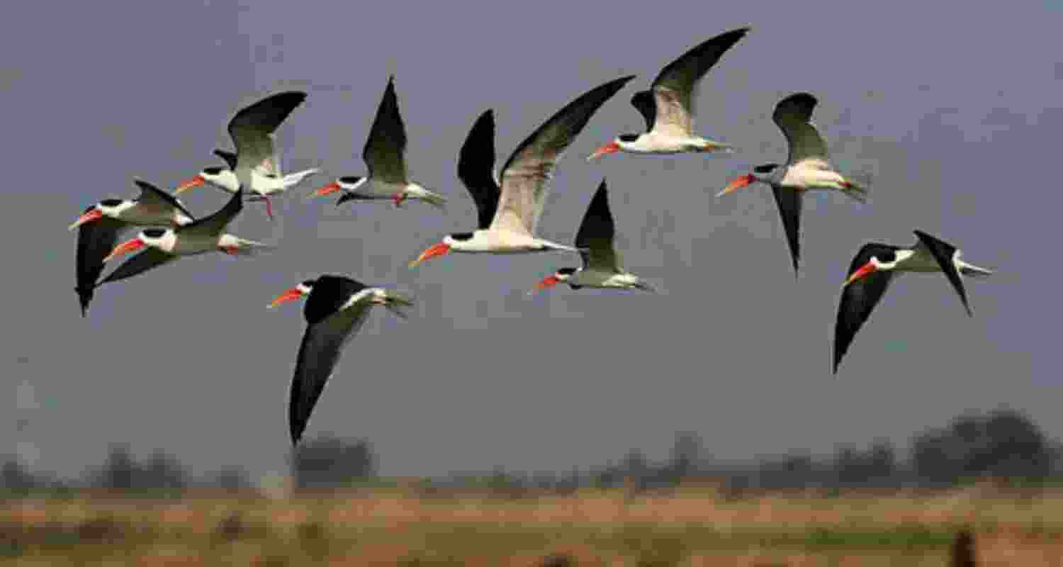 A representative image of the migratory birds. Photo credit - X. A representative image of the migratory birds. Photo credit - X.