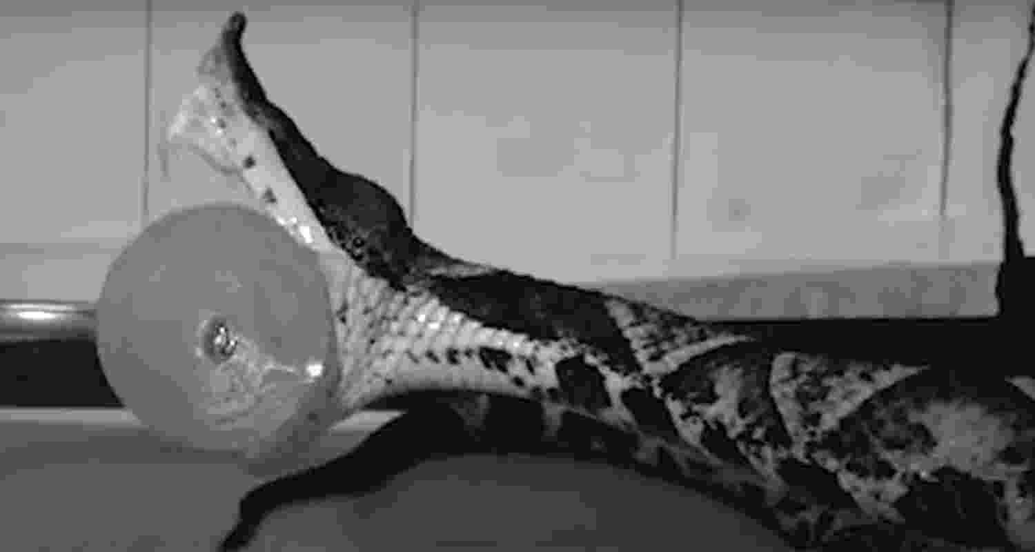 Secret of venomous snake bites captured Secret of venomous snake bites captured