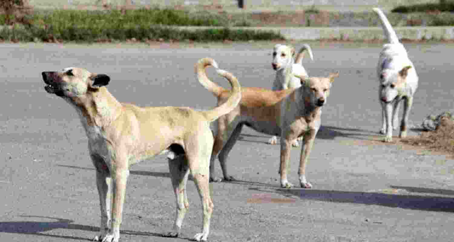 T'gana CM orders swift action against stray dog menace T'gana CM orders swift action against stray dog menace