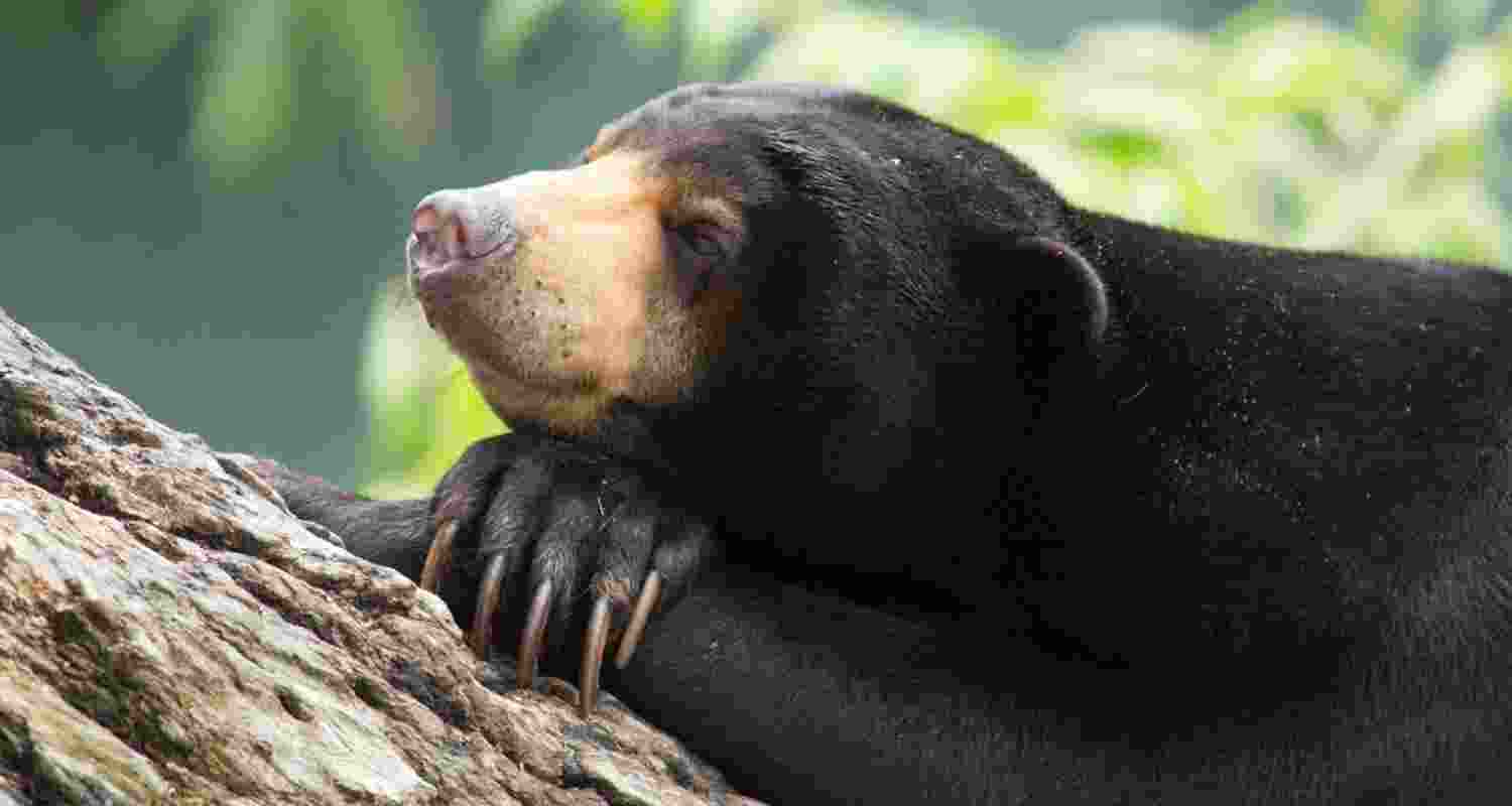 A Sun Bear.  A Sun Bear.