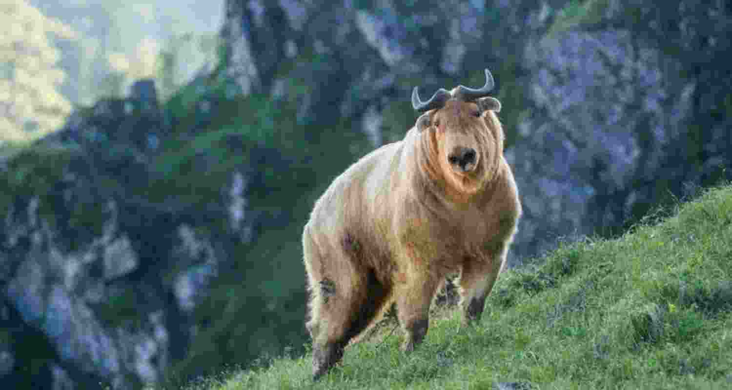 Takins captured on camera for the first time in Taksang village in Arunachal Pradesh's Tawang district. Takins captured on camera for the first time in Taksang village in Arunachal Pradesh's Tawang district.