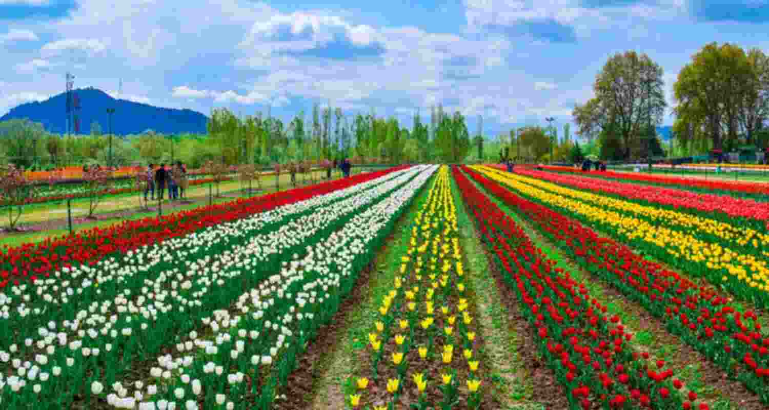 Tulip Garden in Srinagar.  Tulip Garden in Srinagar.